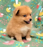 Coke-cola, a male Pomeranian for sale in Miami, FL – 2 of 3