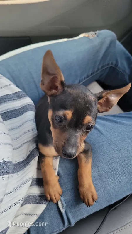 Eddy – Rat Terrier, Miniature Pinscher puppy for sale in Miami, FL