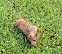 Señorita , a female Miniature Dachshund for sale in Miami, FL – 3 of 7