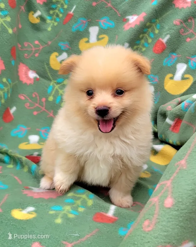 Sprite  – Pomeranian puppy for sale in Miami, FL
