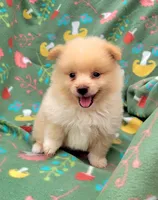 Sprite , a male Pomeranian for sale in Miami, FL – 1 of 5