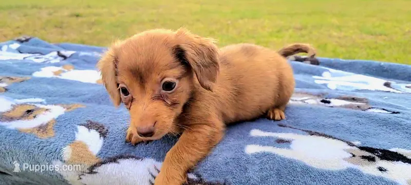 Alex – Yorkshire Terrier, Miniature Dachshund puppy for sale in Miami, FL