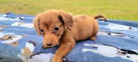 Alex, a female Yorkshire Terrier and Miniature Dachshund for sale in Miami, FL – 1 of 5