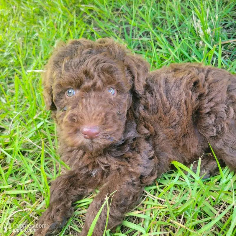 Emerald  – Miniature Goldendoodle puppy for sale in Miami, FL