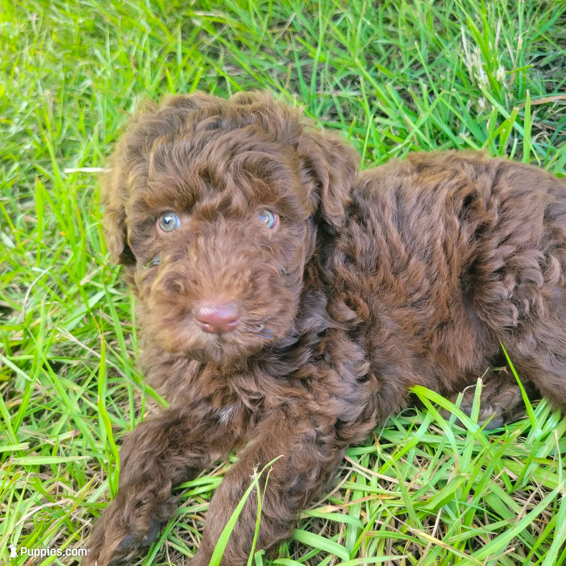 Emerald , a male Miniature Goldendoodle for sale in Miami, FL – 1 of 5