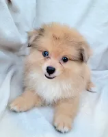 Cream soda, a female Pomeranian for sale in Miami, FL – 8 of 8