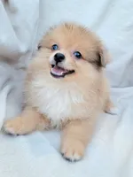 Cream soda, a female Pomeranian for sale in Miami, FL – 2 of 8