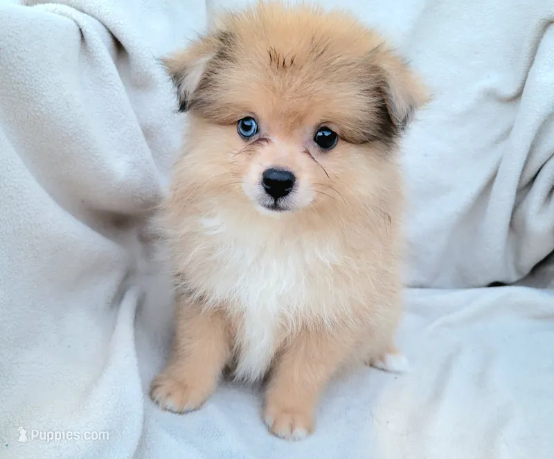 Cream soda – Pomeranian puppy for sale in Miami, FL
