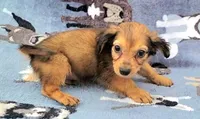 Froggy , a male Yorkshire Terrier and Miniature Dachshund for sale in Miami, FL – 5 of 5