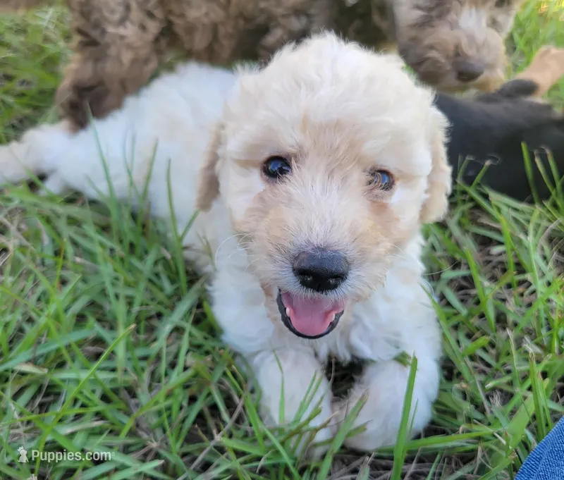 Pearl – Miniature Goldendoodle puppy for sale in Miami, FL