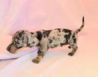 Chandler, a male Miniature Dachshund for sale in Cutler Bay, FL – Photo 1 of 8