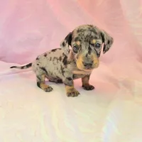 Chandler, a male Miniature Dachshund for sale in Cutler Bay, FL – Photo 8 of 8