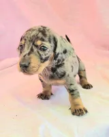 Chandler, a male Miniature Dachshund for sale in Cutler Bay, FL – Photo 3 of 8