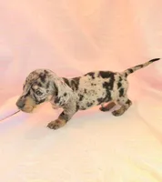 Chandler, a male Miniature Dachshund for sale in Cutler Bay, FL – Photo 2 of 8