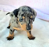 Chandler, a male Miniature Dachshund for sale in Labelle, FL – Photo 2 of 7