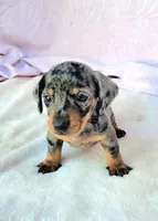 Chandler, a male Miniature Dachshund for sale in Labelle, FL – Photo 6 of 7