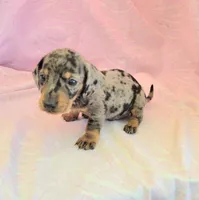 Chandler, a male Miniature Dachshund for sale in Cutler Bay, FL – Photo 7 of 8