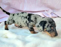 Chandler, a male Miniature Dachshund for sale in Labelle, FL – Photo 4 of 7