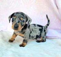 Chandler, a male Miniature Dachshund for sale in Labelle, FL – Photo 1 of 7