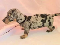 Chandler, a male Miniature Dachshund for sale in Cutler Bay, FL – Photo 4 of 8