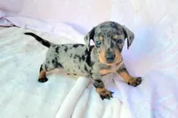 Chandler, a male Miniature Dachshund for sale in Labelle, FL – Photo 3 of 7