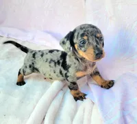 Chandler, a male Miniature Dachshund for sale in Labelle, FL – Photo 7 of 7