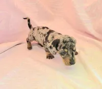 Chandler, a male Miniature Dachshund for sale in Cutler Bay, FL – Photo 6 of 8
