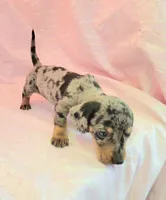 Chandler, a male Miniature Dachshund for sale in Cutler Bay, FL – Photo 5 of 8
