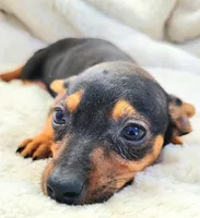 Eddy, a male Rat Terrier and Miniature Pinscher for sale in Fort Myers Shores, FL – Photo 5 of 5
