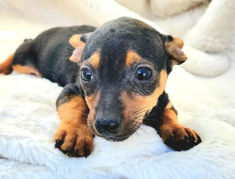Eddy, a male Rat Terrier and Miniature Pinscher for sale in Fort Myers Shores, FL – Photo 1 of 5