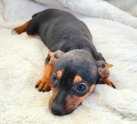 Eddy, a male Rat Terrier and Miniature Pinscher for sale in Fort Myers Shores, FL – Photo 2 of 5