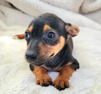 Eddy, a male Rat Terrier and Miniature Pinscher for sale in Fort Myers Shores, FL – Photo 4 of 5