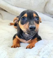 Eddy, a male Rat Terrier and Miniature Pinscher for sale in Fort Myers Shores, FL – Photo 3 of 5