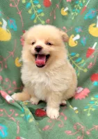 Sprite , a male Pomeranian for sale in Miami, FL – 4 of 5