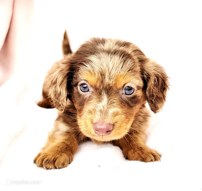 Nekura – Miniature Dachshund puppy for sale in Cutler Bay, FL