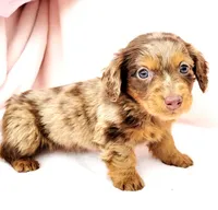 Nekura, a female Miniature Dachshund for sale in Cutler Bay, FL – Photo 4 of 5