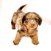 Nekura, a female Miniature Dachshund for sale in Cutler Bay, FL – Photo 2 of 5