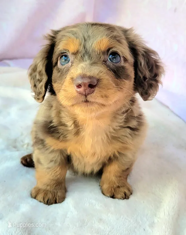 Nekura – Miniature Dachshund puppy for sale in Cutler Bay, FL