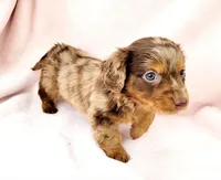 Nekura, a female Miniature Dachshund for sale in Cutler Bay, FL – Photo 5 of 5