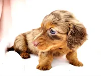 Nekura, a female Miniature Dachshund for sale in Cutler Bay, FL – Photo 3 of 5