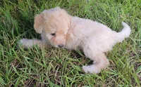 Pearl, a female Miniature Goldendoodle for sale in Miami, FL – 6 of 6