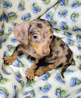 Wabbles , a female Miniature Dachshund for sale in Miami, FL – 6 of 7