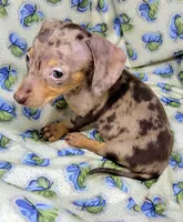 Wabbles , a female Miniature Dachshund for sale in Miami, FL – 2 of 7