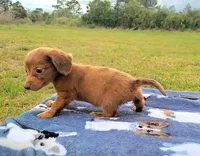 Alex, a female Yorkshire Terrier and Miniature Dachshund for sale in Miami, FL – 2 of 5