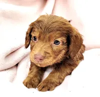 Tanjiro, a male Miniature Dachshund for sale in Cutler Bay, FL – Photo 7 of 7