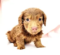 Tanjiro, a male Miniature Dachshund for sale in Cutler Bay, FL – Photo 6 of 7