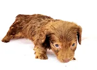 Tanjiro, a male Miniature Dachshund for sale in Cutler Bay, FL – Photo 3 of 7