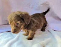 Tank , a male Miniature Dachshund for sale in Labelle, FL – Photo 7 of 8