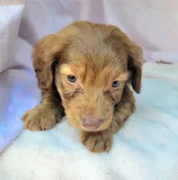 Tank , a male Miniature Dachshund for sale in Labelle, FL – Photo 3 of 8