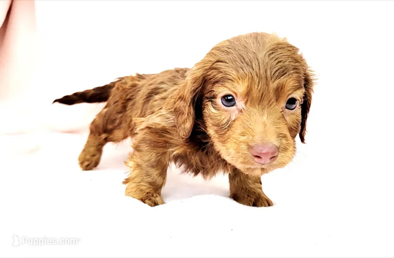 Tanjiro – Miniature Dachshund puppy for sale in Cutler Bay, FL